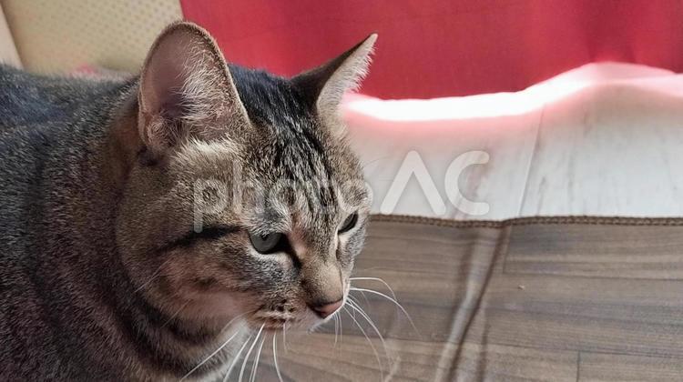 キジトラの横顔 キジトラ,猫,保護猫の写真素材