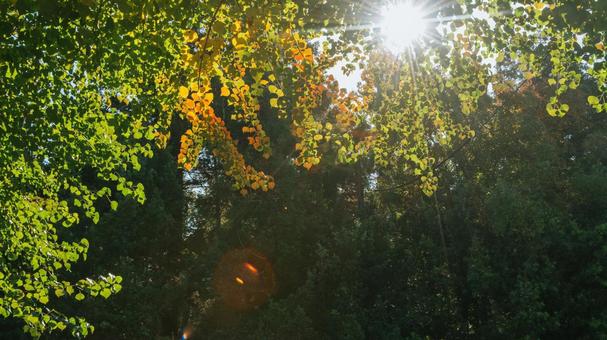 紅葉 紅葉,日光,日差しの写真素材