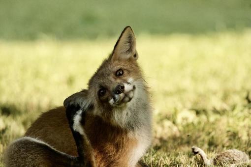 Fox, JPG Fox, JPG