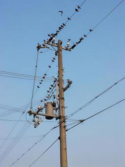 電線にとまるたくさんの鳥 電線にとまるたくさんの鳥 鳥,電柱,電線の写真素材