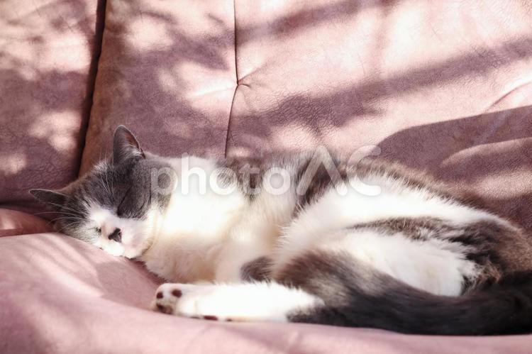 暖かい陽射しでお昼寝するハチワレ猫 猫,ねこ,ネコの写真素材