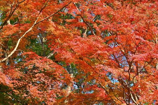 紅葉 紅葉,秋,葉の写真素材