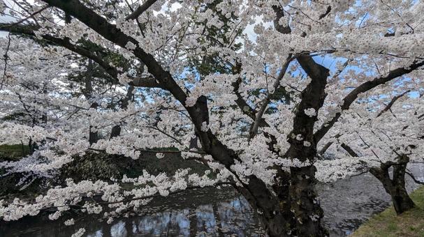 弘前公園の桜と内濠 弘前公園,弘前城,桜の写真素材