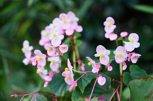 近所の庭に咲いたシュウカイドウの花 秋,シュウカイドウ,ピンクの花の写真素材