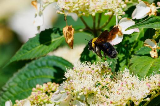 Photo, early summer, bear, honeybee family, 