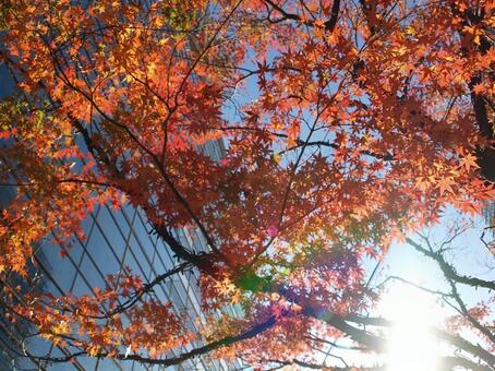 紅葉 紅葉の写真