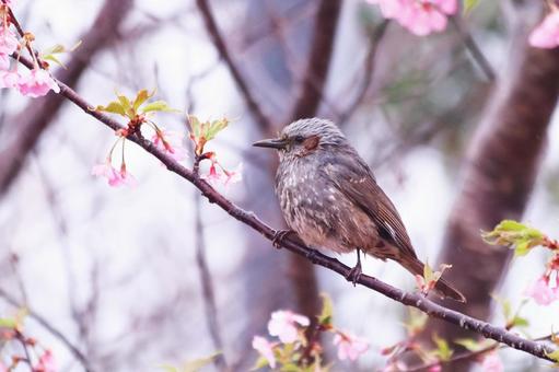 桜の枝に止まるヒヨドリ 鳥,ヒヨドリ,春の写真素材
