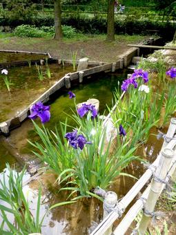 郊外の菖蒲園に並んで咲くハナショウブ 郊外の菖蒲園に並んで咲くハナショウブ ハナショウブ,花,植物の写真素材