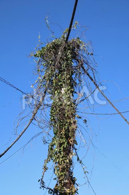 蔓植物が絡まった電柱 蔓植物,つる植物,植物の写真素材