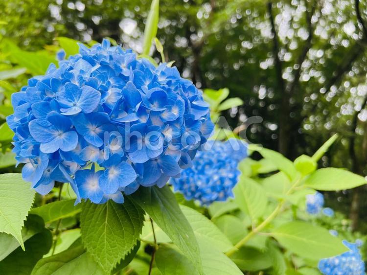 青いあじさいの花と緑の葉 あじさい,紫陽花,青の写真素材
