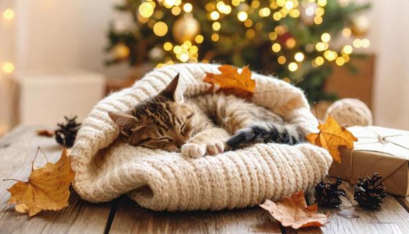 毛布の上で丸くなって眠る子猫 毛布の上で丸くなって眠る子猫の写真
