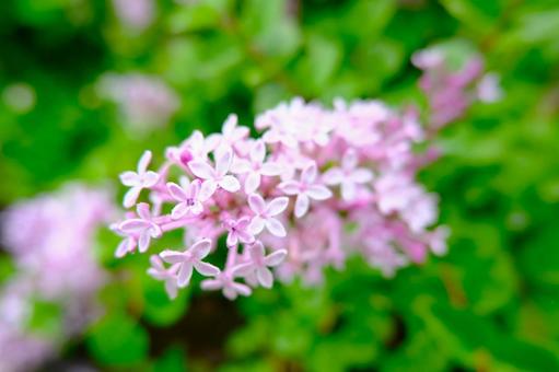 小さい花を携えたライラック 小さい花を携えたライラックの写真