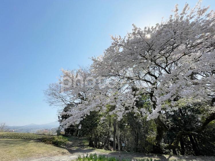 桜の木々と放水する人 桜,自然,春の写真素材