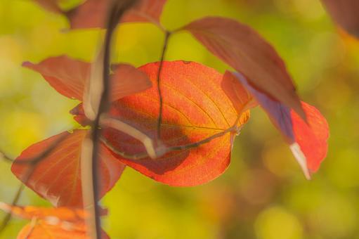 日に照らされた紅葉した葉 紅葉,11月,秋の写真素材