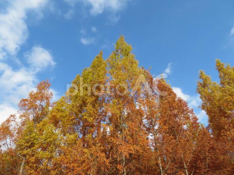 初冬のメタセコイアの紅葉 背景,メタセコイア,紅葉の写真素材
