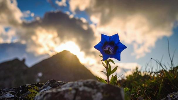 孤高のリンドウ#07Ai 孤高のリンドウ#07Aiの写真