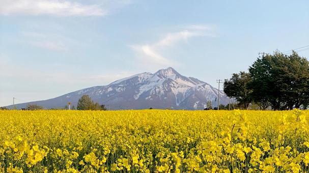 岩木山麓と菜の花畑 岩木山麓と菜の花畑 岩木山麓,菜の花,花畑の写真素材
