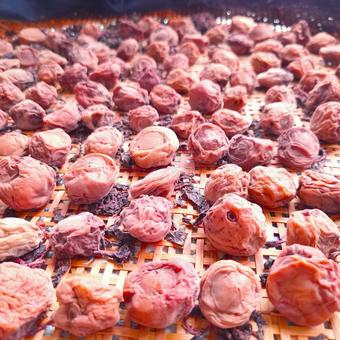 Making Umeboshi④, JPG