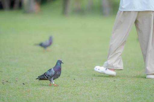 公園を散歩する鳩００５ ハト,公園,芝生の写真素材