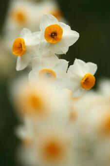 Language Of Flowers #88 Language Of Flowers #88の写真