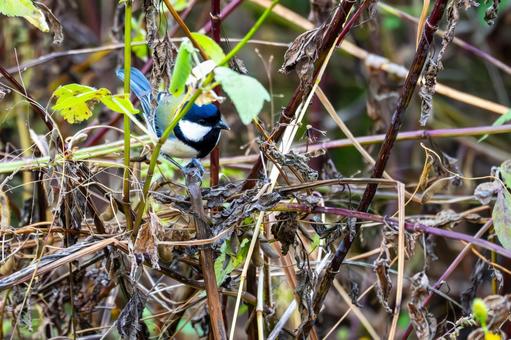 シジュウカラ(87) 野鳥,鳥,シジュウカラの写真素材