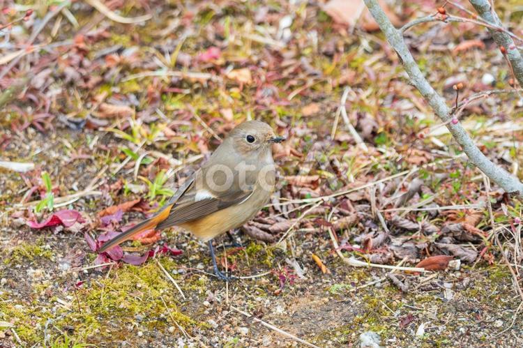 落ち葉の中を歩くジョウビタキのメス ジョウビタキ,鳥,野鳥の写真素材