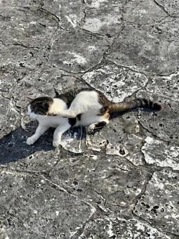 顔を掻く猫 猫,地域猫,さくら猫の写真素材