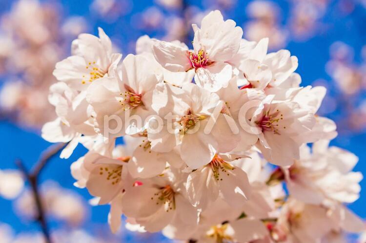 大阪城公園の桜２（2019） 大阪城公園,桜,sakuraの写真素材