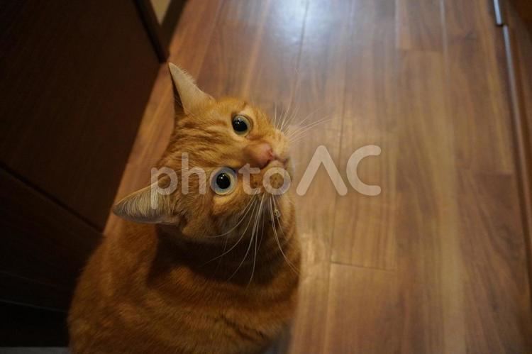 アメリカンショートヘア アメリカンショートヘア,猫,茶トラの写真素材