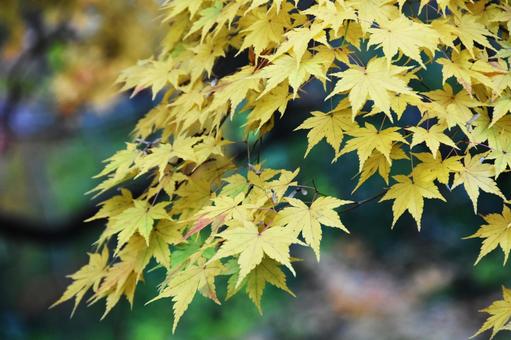 紅葉 紅葉の写真
