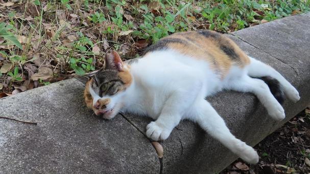 激しくリラックスして横たわるもふもふな猫 三毛猫,猫,横たわるの写真素材