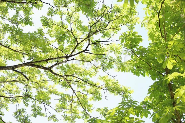 見上げてみよう きれい,木漏れ日,自然の写真素材