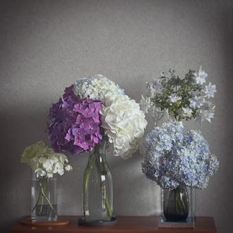紫陽花 紫陽花の写真