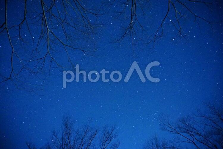 星空と木 星,空,星座の写真素材