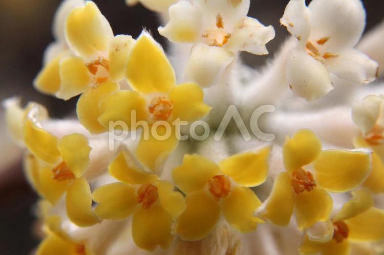 ミツマタ・三椏・三叉 花木,球形,小花の写真素材