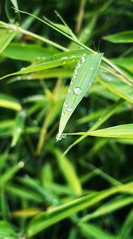 夏の朝、水滴をつけたみずみずしい青笹の葉 夏の朝、水滴をつけたみずみずしい青笹の葉の写真