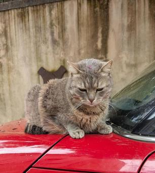 赤い車の上にいる猫 ねこ,動物,生き物の写真素材