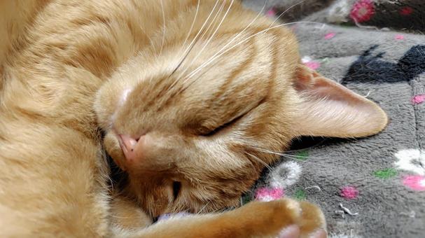 茶トラの寝顔 猫,茶トラ,catの写真素材