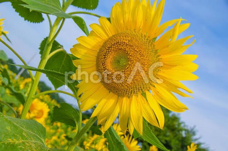 夏の青空とひまわり畑 ひまわり,青空,夏の写真素材