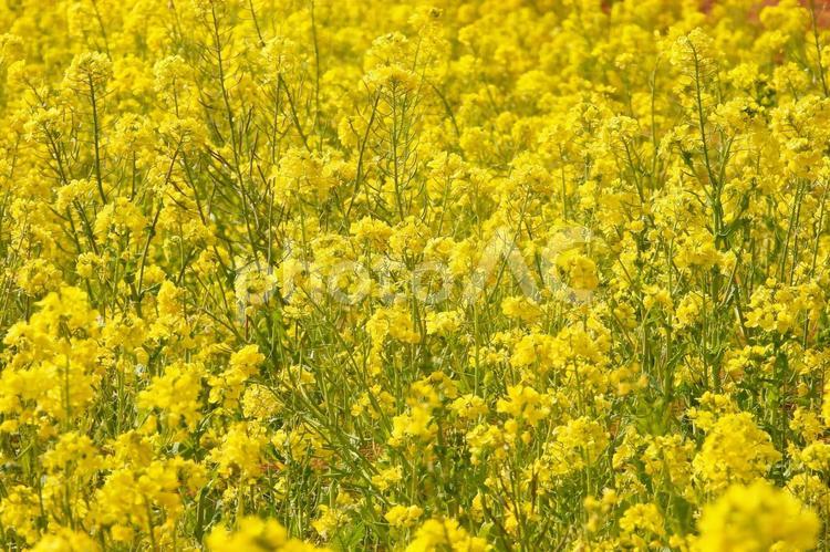 春イメージ〜咲き誇る菜の花 菜の花,菜の花畑,春イメージの写真素材
