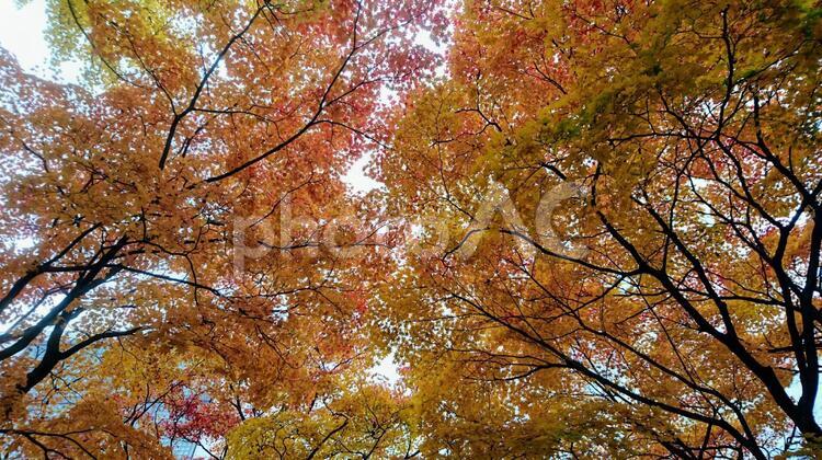 紅葉狩り 紅葉狩り,秋,紅葉の写真素材
