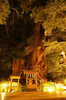 深夜の熱海、来宮神社大楠と賽銭箱(縦) 深夜の熱海、来宮神社大楠と賽銭箱(縦) 来宮神社,神社仏閣,稲荷神社の写真素材