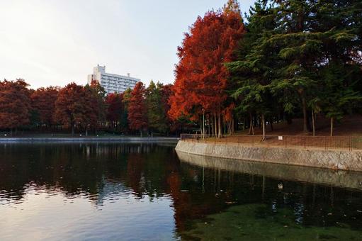 公園の夕景 散策路,散歩道,林の写真素材