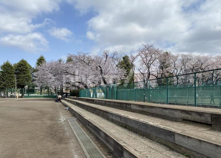 満開の桜とグラウンドの観客席 桜,春,グラウンドの写真素材