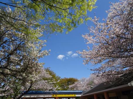 四月のアンデルセン公園-4 四月のアンデルセン公園-4 ふなばしアンデルセン公園,四月,千葉県船橋市の写真素材