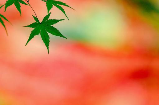 Green maple leaves on a red autumn background_horizontal, JPG Green maple leaves on a red autumn background_horizontal, JPG