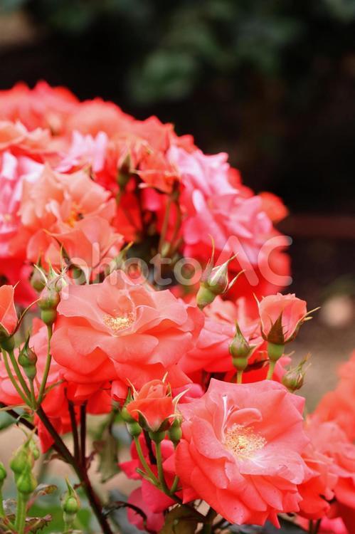 ２０２２薔薇の12 薔薇,ばら,バラの写真素材