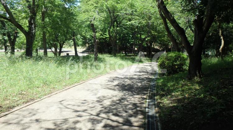 公園の歩道と樹 公園,広場,樹の写真素材