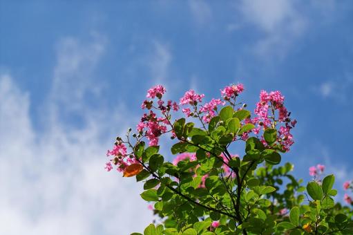 百日紅 百日紅 サルスベリ,百日紅,花の写真素材