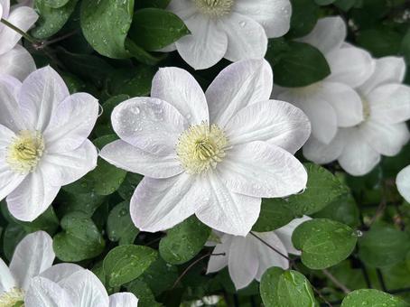 クレマチス クレマチス 白,6月,花の写真素材